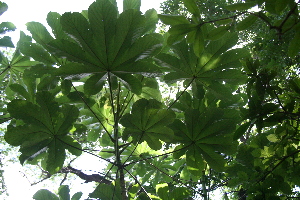 (Cecropia peltata - BioBot00352)  @11 [ ] CreativeCommons - Attribution Non-Commercial Share-Alike (2010) Daniel H. Janzen Guanacaste Dry Forest Conservation Fund
