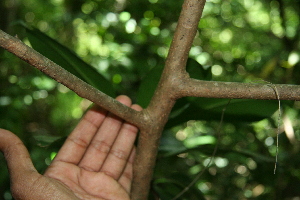  ( - BioBot00358)  @11 [ ] CreativeCommons - Attribution Non-Commercial Share-Alike (2010) Daniel H. Janzen Guanacaste Dry Forest Conservation Fund