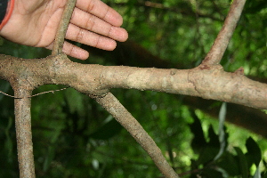  ( - BioBot00359)  @11 [ ] CreativeCommons - Attribution Non-Commercial Share-Alike (2010) Daniel H. Janzen Guanacaste Dry Forest Conservation Fund