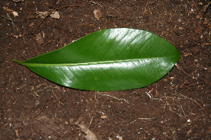  ( - BioBot00359)  @11 [ ] CreativeCommons - Attribution Non-Commercial Share-Alike (2010) Daniel H. Janzen Guanacaste Dry Forest Conservation Fund