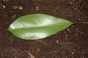  ( - BioBot00359)  @11 [ ] CreativeCommons - Attribution Non-Commercial Share-Alike (2010) Daniel H. Janzen Guanacaste Dry Forest Conservation Fund