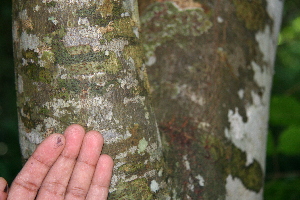  ( - BioBot00367)  @11 [ ] CreativeCommons - Attribution Non-Commercial Share-Alike (2010) Daniel H. Janzen Guanacaste Dry Forest Conservation Fund