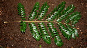  ( - BioBot00367)  @11 [ ] CreativeCommons - Attribution Non-Commercial Share-Alike (2010) Daniel H. Janzen Guanacaste Dry Forest Conservation Fund