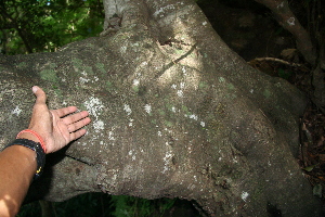  ( - BioBot00368)  @11 [ ] CreativeCommons - Attribution Non-Commercial Share-Alike (2010) Daniel H. Janzen Guanacaste Dry Forest Conservation Fund