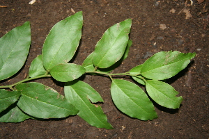  ( - BioBot00370)  @11 [ ] Copyright (2010) Unspecified Unspecified