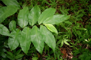  ( - BioBot00377)  @11 [ ] Copyright (2010) Unspecified Unspecified
