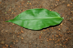  ( - BioBot00377)  @11 [ ] Copyright (2010) Unspecified Unspecified