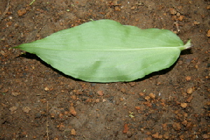  ( - BioBot00377)  @11 [ ] Copyright (2010) Unspecified Unspecified