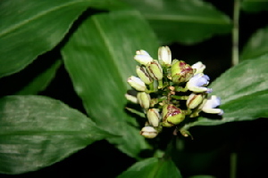  ( - BioBot00378)  @11 [ ] Copyright (2010) Unspecified Unspecified