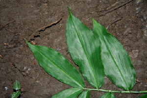  ( - BioBot00378)  @11 [ ] Copyright (2010) Unspecified Unspecified