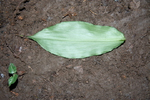  ( - BioBot00378)  @11 [ ] Copyright (2010) Unspecified Unspecified