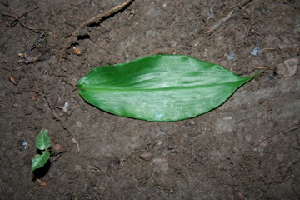  ( - BioBot00378)  @11 [ ] Copyright (2010) Unspecified Unspecified