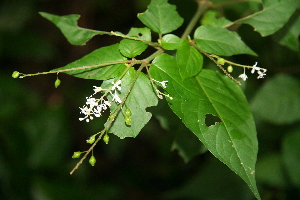  ( - BioBot00384)  @11 [ ] Copyright (2010) Unspecified Unspecified