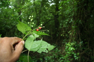  ( - BioBot00384)  @11 [ ] Copyright (2010) Unspecified Unspecified