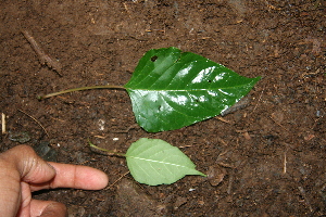  ( - BioBot00384)  @11 [ ] Copyright (2010) Unspecified Unspecified