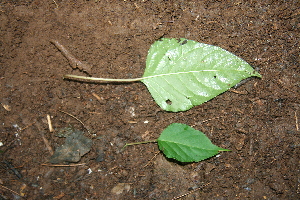  ( - BioBot00384)  @11 [ ] CreativeCommons - Attribution Non-Commercial Share-Alike (2010) Daniel H. Janzen Guanacaste Dry Forest Conservation Fund