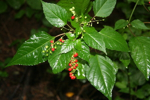  ( - BioBot00385)  @11 [ ] Copyright (2010) Unspecified Unspecified