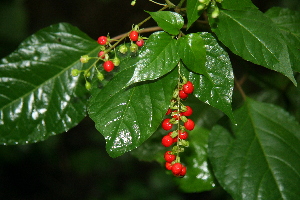  ( - BioBot00385)  @11 [ ] Copyright (2010) Unspecified Unspecified