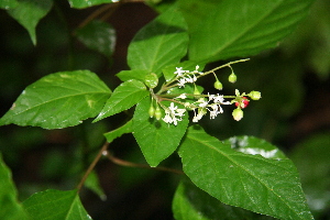  ( - BioBot00385)  @11 [ ] Copyright (2010) Unspecified Unspecified