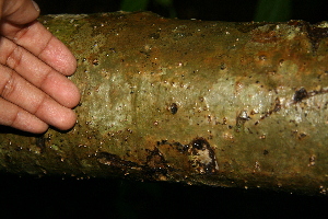  ( - BioBot00393)  @11 [ ] CreativeCommons - Attribution Non-Commercial Share-Alike (2010) Daniel H. Janzen Guanacaste Dry Forest Conservation Fund