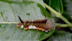  ( - BioBot00400)  @11 [ ] Copyright (2010) Unspecified Unspecified