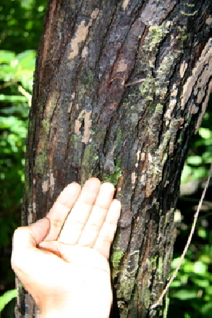  ( - BioBot00412)  @11 [ ] CreativeCommons - Attribution Non-Commercial Share-Alike (2010) Daniel H. Janzen Guanacaste Dry Forest Conservation Fund
