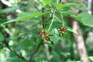  ( - BioBot00421)  @11 [ ] Copyright (2010) Unspecified Unspecified