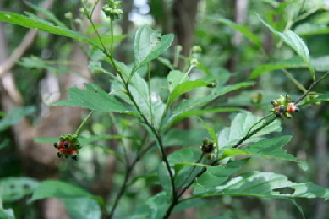  ( - BioBot00421)  @11 [ ] Copyright (2010) Unspecified Unspecified