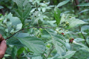  (Varronia - BioBot00421)  @11 [ ] Copyright (2010) Unspecified Unspecified