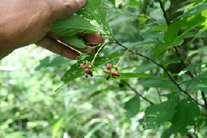  ( - BioBot00421)  @11 [ ] Copyright (2010) Unspecified Unspecified