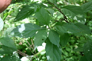  ( - BioBot00421)  @11 [ ] Copyright (2010) Unspecified Unspecified