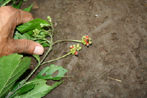  ( - BioBot00421)  @11 [ ] CreativeCommons - Attribution Non-Commercial Share-Alike (2010) Daniel H. Janzen Guanacaste Dry Forest Conservation Fund