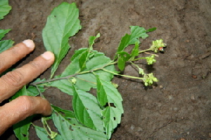  ( - BioBot00421)  @11 [ ] Copyright (2010) Unspecified Unspecified
