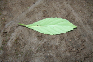  ( - BioBot00421)  @11 [ ] CreativeCommons - Attribution Non-Commercial Share-Alike (2010) Daniel H. Janzen Guanacaste Dry Forest Conservation Fund