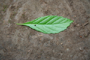  ( - BioBot00421)  @11 [ ] Copyright (2010) Unspecified Unspecified