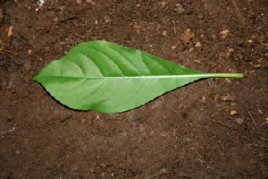  ( - BioBot00430)  @11 [ ] CreativeCommons - Attribution Non-Commercial Share-Alike (2010) Daniel H. Janzen Guanacaste Dry Forest Conservation Fund