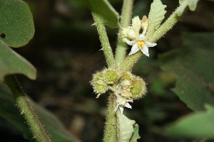  ( - BioBot00448)  @11 [ ] Copyright (2010) Unspecified Unspecified