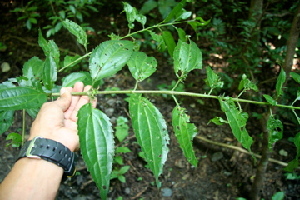  (Koanophyllon albicaule - BioBot00464)  @11 [ ] CreativeCommons - Attribution Non-Commercial Share-Alike (2010) Daniel H. Janzen Guanacaste Dry Forest Conservation Fund