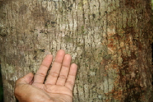  ( - BioBot00467)  @11 [ ] CreativeCommons - Attribution Non-Commercial Share-Alike (2010) Daniel H. Janzen Guanacaste Dry Forest Conservation Fund