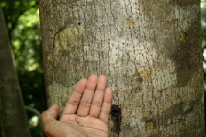  ( - BioBot00468)  @11 [ ] Copyright (2010) Unspecified Unspecified