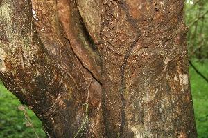  ( - BioBot00485)  @11 [ ] CreativeCommons - Attribution Non-Commercial Share-Alike (2010) Daniel H. Janzen Guanacaste Dry Forest Conservation Fund