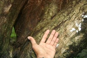  ( - BioBot00485)  @11 [ ] CreativeCommons - Attribution Non-Commercial Share-Alike (2010) Daniel H. Janzen Guanacaste Dry Forest Conservation Fund