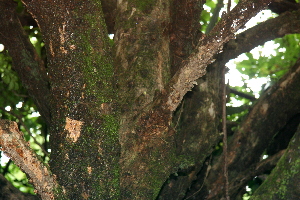  ( - BioBot00485)  @11 [ ] CreativeCommons - Attribution Non-Commercial Share-Alike (2010) Daniel H. Janzen Guanacaste Dry Forest Conservation Fund