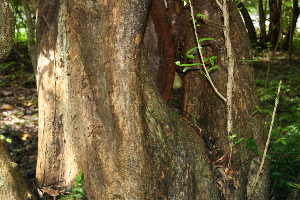  ( - BioBot00487)  @11 [ ] CreativeCommons - Attribution Non-Commercial Share-Alike (2010) Daniel H. Janzen Guanacaste Dry Forest Conservation Fund