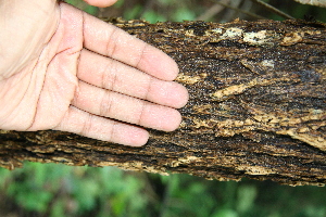  ( - BioBot00497)  @11 [ ] CreativeCommons - Attribution Non-Commercial Share-Alike (2010) Daniel H. Janzen Guanacaste Dry Forest Conservation Fund