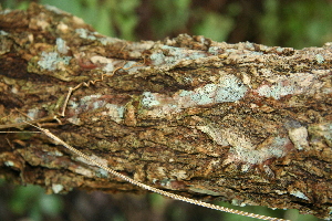  ( - BioBot00498)  @11 [ ] CreativeCommons - Attribution Non-Commercial Share-Alike (2010) Daniel H. Janzen Guanacaste Dry Forest Conservation Fund