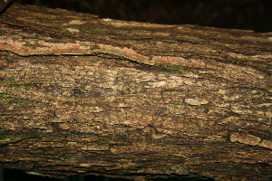  ( - BioBot00508)  @11 [ ] CreativeCommons - Attribution Non-Commercial Share-Alike (2010) Daniel H. Janzen Guanacaste Dry Forest Conservation Fund