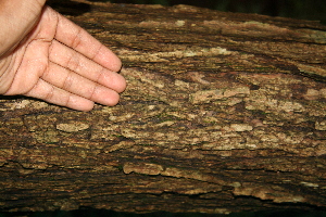  ( - BioBot00508)  @11 [ ] CreativeCommons - Attribution Non-Commercial Share-Alike (2010) Daniel H. Janzen Guanacaste Dry Forest Conservation Fund