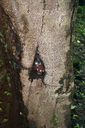  ( - BioBot00509)  @11 [ ] CreativeCommons - Attribution Non-Commercial Share-Alike (2010) Daniel H. Janzen Guanacaste Dry Forest Conservation Fund