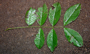  ( - BioBot00509)  @11 [ ] CreativeCommons - Attribution Non-Commercial Share-Alike (2010) Daniel H. Janzen Guanacaste Dry Forest Conservation Fund